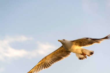 Martılar veya tekne uçan hava ve ayakta ve bekleyen gıda, martılar