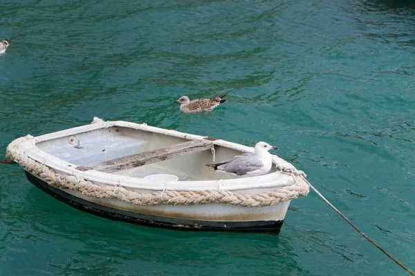 Gaviotas Gaviotas Barco Volando Aire Pie Esperando Comida — Foto de Stock