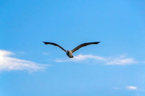 Seagulls or gulls, in the boat, flying in the air and standing and waiting food