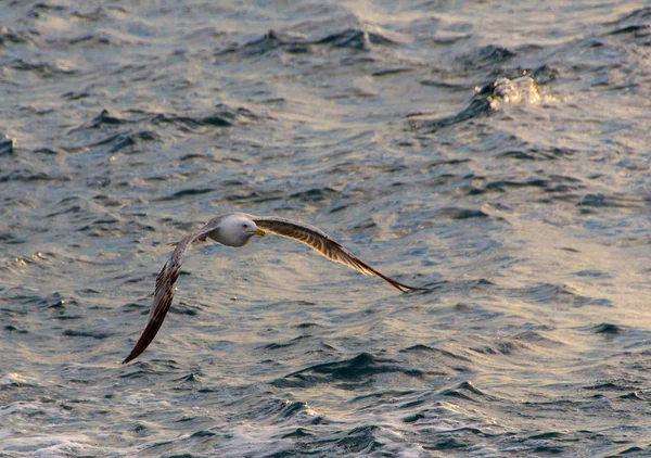 Gaviotas Gaviotas Barco Volando Aire Pie Esperando Comida — Foto de Stock