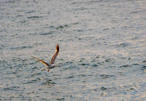 Gaviotas Gaviotas Barco Volando Aire Pie Esperando Comida — Foto de Stock