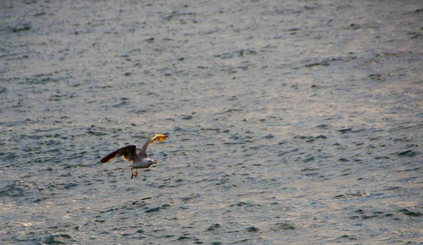 Gaviotas Gaviotas Barco Volando Aire Pie Esperando Comida — Foto de Stock