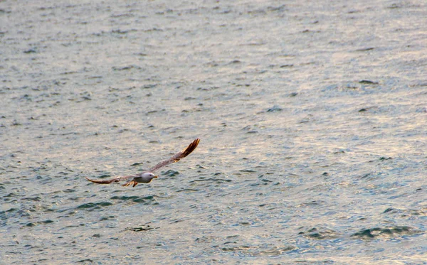 カモメやボート 空気と立って待っている食品で飛行中のカモメ — ストック写真