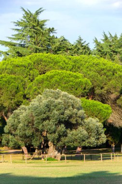 Bir zeytin ağacı yaklaşık 1600 yıl eski Adriyatik Denizi Brioni Island üzerinde