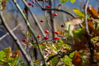 Köpek-gül meyve. Rosa canina, köpek rose bilinen