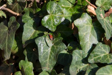 Kırmızı hata veya Pyrrhocoridae bir aile ile 300'den fazla tür dünya çapında böceklerin bulunmaktadır