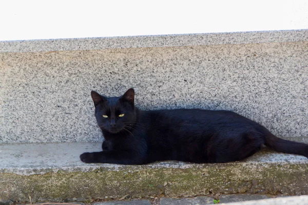 Czarny Kot Leży Nagrobek Cmentarzu — Zdjęcie stockowe