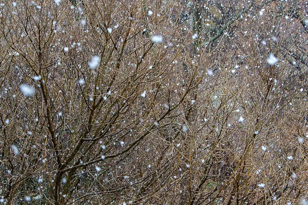Schneeflocken Fallen Wald Mit Ästen Als Hintergrund — Stockfoto