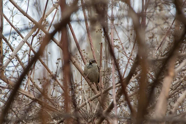 Eurasian Tree Sparrow Poleiro Inverno Sentado Nos Arbustos — Fotografia de Stock