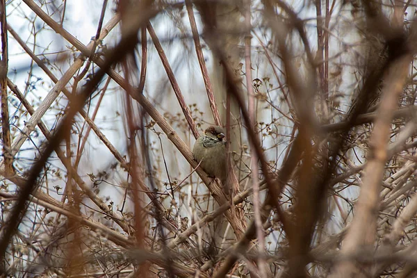 Eurasian Tree Sparrow Poleiro Inverno Sentado Nos Arbustos — Fotografia de Stock