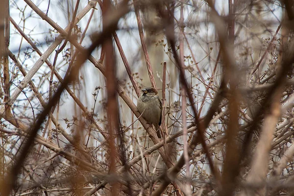 Eurasian Tree Sparrow Poleiro Inverno Sentado Nos Arbustos — Fotografia de Stock