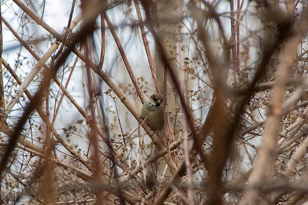 Bruant Arboricole Eurasien Sur Une Perche Hiver Assis Dans Les — Photo