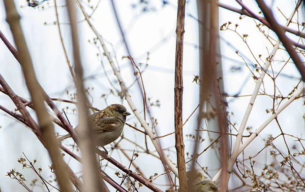 Kışın Bir Levrek Üzerinde Avrasya Ağaç Sparrow Çalılıkların Içinde Oturan — Stok fotoğraf