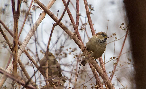 Eurasian Tree Sparrow Perch Winter Sitting Bushes — Stock Photo, Image