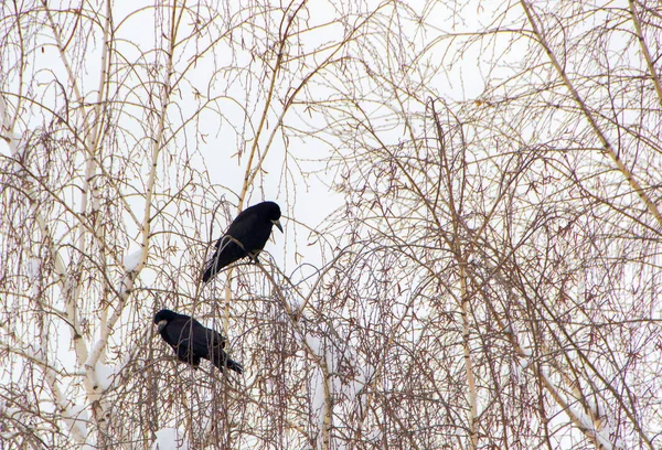 Krähen Auf Dem Baum Winter Hintergrund Schnee — Stockfoto