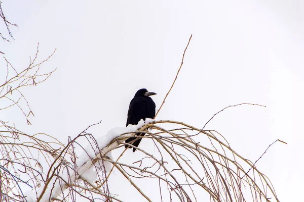 Krähen Auf Dem Baum Winter Hintergrund Schnee — Stockfoto