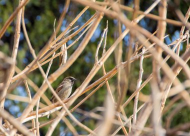 bir serçe bir Bush portresi yakın çekim 