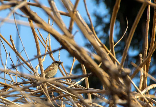 Portrait Sparrow Bush Close — Stock Photo, Image