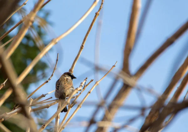Porträt Eines Sperlings Auf Einem Busch Aus Nächster Nähe — Stockfoto