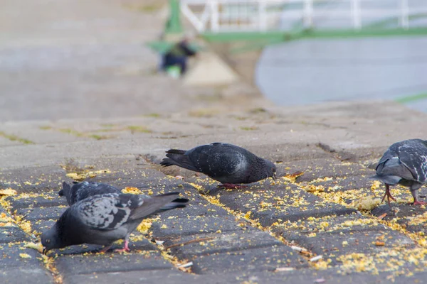 Pombos da cidade são alimentados — Fotografia de Stock