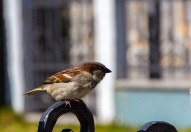 Sparrow, küçük şehir kuş
