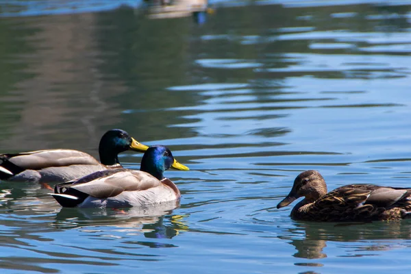 Pato macho e fêmea Mallard — Fotografia de Stock