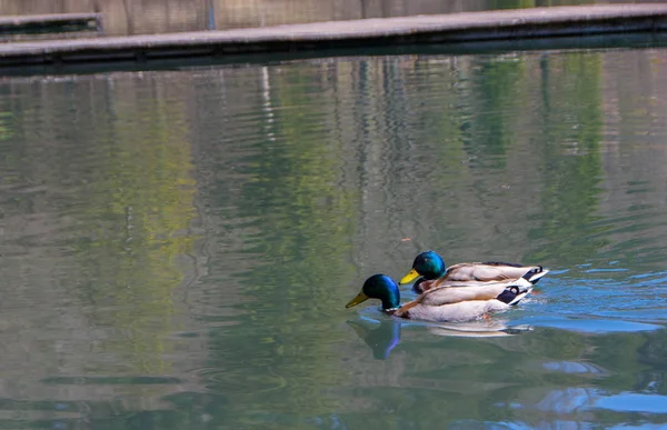 Mallard erkek ördek — Stok fotoğraf