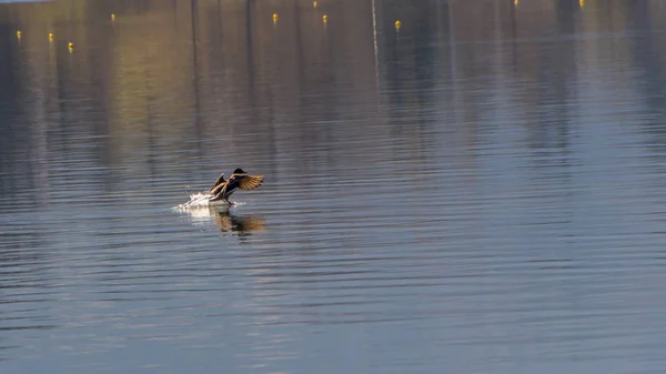 Pato macho Mallard — Foto de Stock