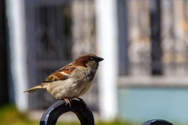 Sparrow, küçük şehir kuş — Stok fotoğraf