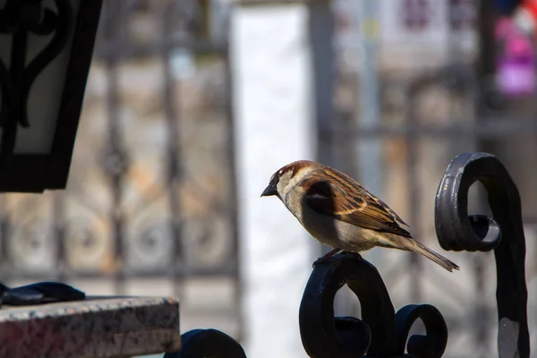 Moineau, petit oiseau de ville — Photo