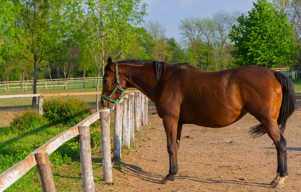 Häst och Flock hästar — Stockfoto