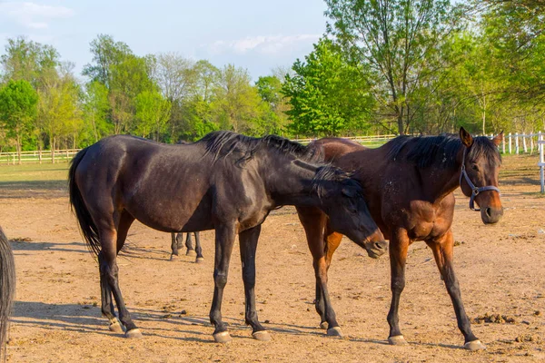 Pferd und Pferdeherde — Stockfoto