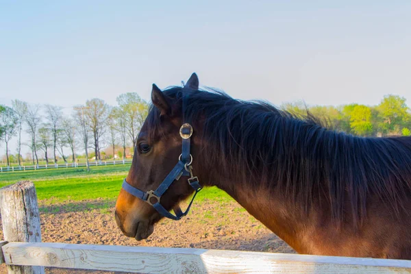 Cheval et troupeau de chevaux — Photo