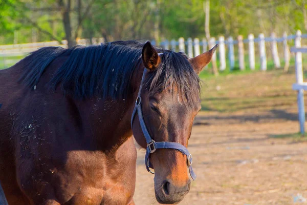 Pferd und Pferdeherde — Stockfoto