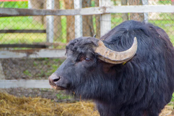 Black domestic cattle, bull