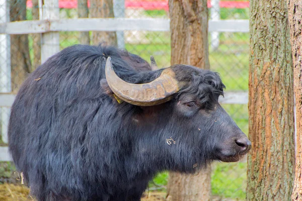 Black domestic cattle, bull