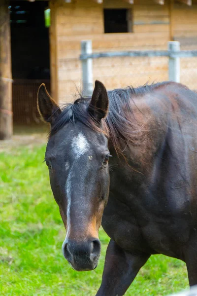 Häst, häst i Corral — Stockfoto