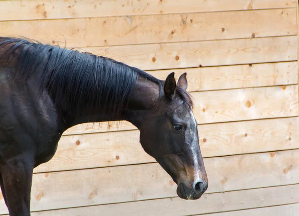 Häst, häst i Corral — Stockfoto