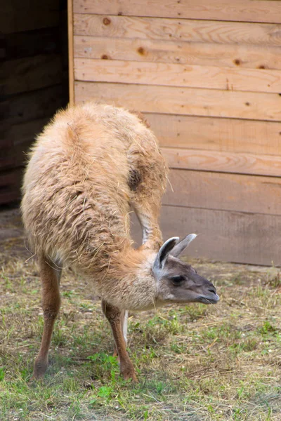 Llama, kendini kaşıyan — Stok fotoğraf