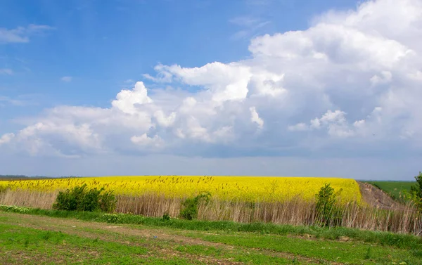 Сельскохозяйственное поле весной — стоковое фото