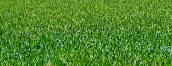 Grass field backgrounde — Stock Photo, Image