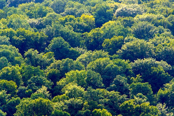Floresta, árvores de coroa verde — Fotografia de Stock