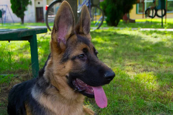 ジャーマン シェパードの子犬 — ストック写真