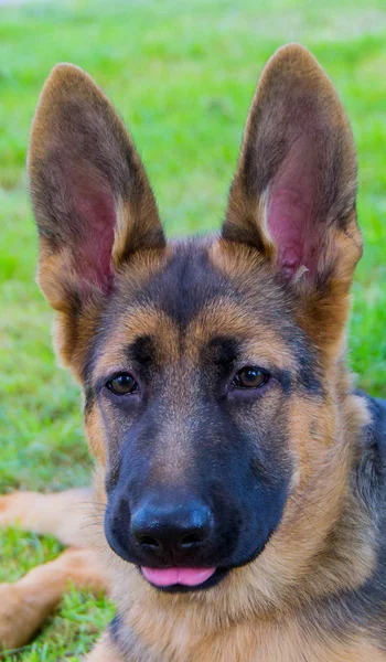 Duitse herder pup — Stockfoto