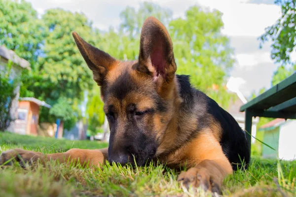 Duitse herder pup — Stockfoto