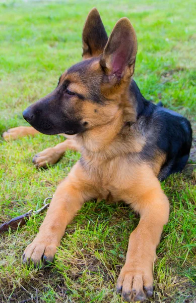 Cachorro pastor alemán — Foto de Stock