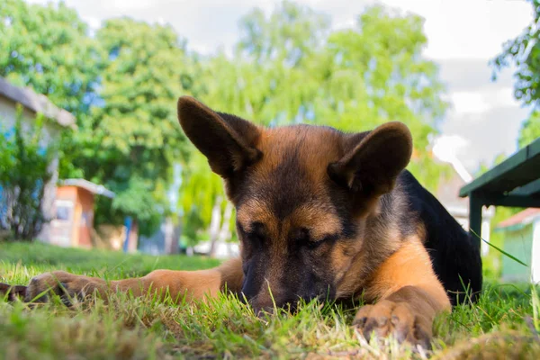 Cachorro pastor alemán — Foto de Stock