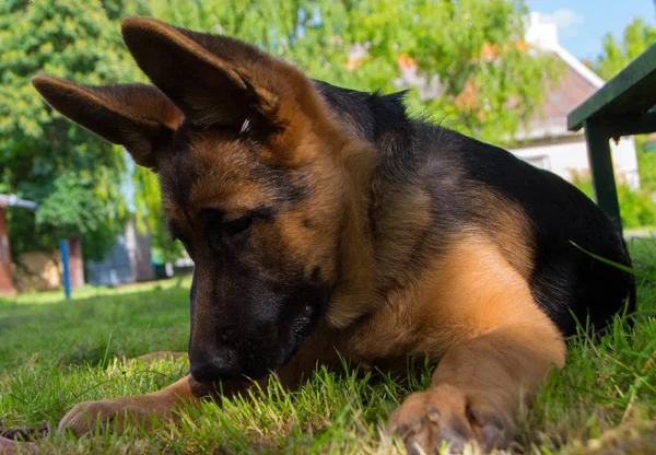 Cachorro pastor alemán — Foto de Stock