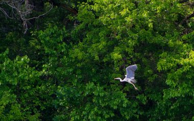 The grey heron bird clipart