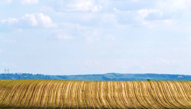 Şeker pancarı tarlası. Kırsal, bitki.